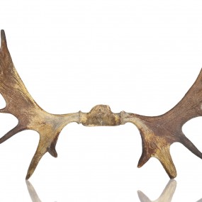 #55982 -  Decorative moose antler 