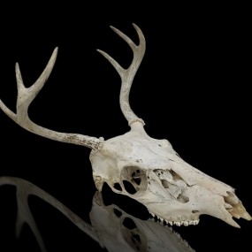 Decorative deer skull with antlers