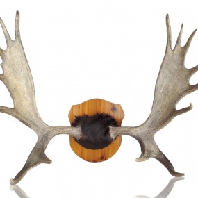 #55969 - 295$ Moose antler 