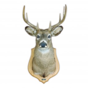 Stuffed deer head, taxidermy