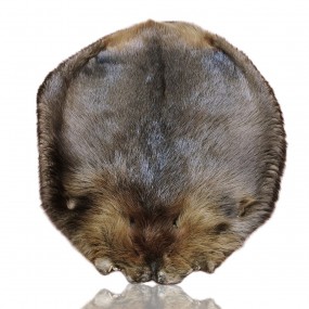 Very nice beaver skin 