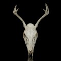 Decorative deer skull with antlers - 2