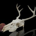 Decorative deer skull with antlers - 3