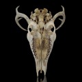 Decorative deer skull with antlers - 4