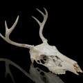 Decorative deer skull with antlers - 1