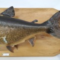 Poisson empaillé, truite grise, taxidermie  - 3