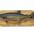 Poisson empaillé, truite grise, taxidermie  - 1