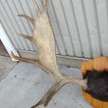 Moose antler  - 3