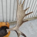 Moose antler  - 4