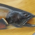 Trout fish taxidermy - 3