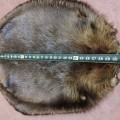 Very nice beaver skin  - 2