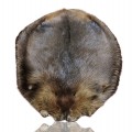 Very nice beaver skin  - 1